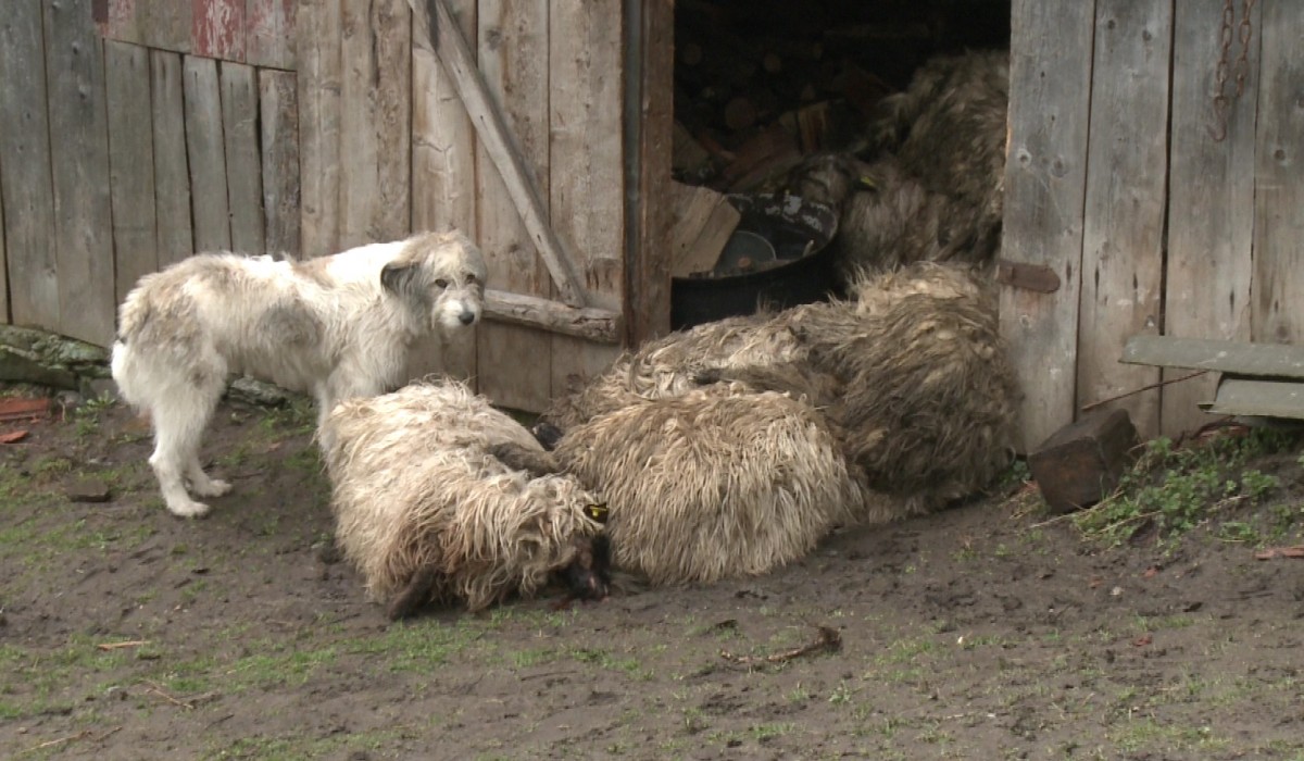 Un urs coboară noapte de noapte în Râu Sadului. Oamenii nu pot face nimic