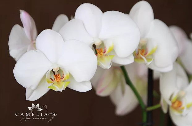 Orhideea - eleganță și culoare, pentru o locuință fermecătoare