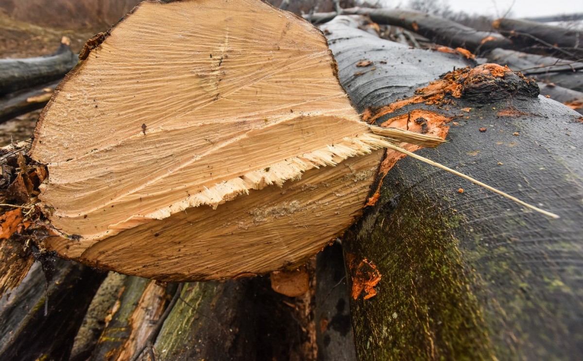 Dosar penal pentru un metru cub de lemn tăiat din pădure