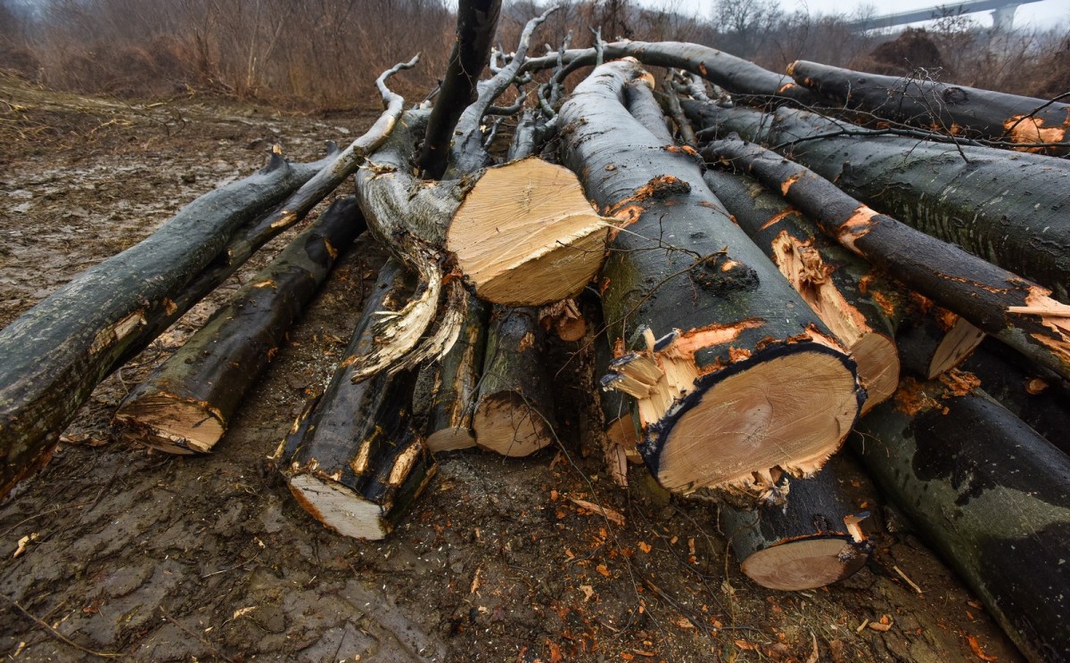 Activiștii de mediu: structurile MAI nu mai pot controla transporturile de lemn. Deputatul Terea: discuția este despre cine măsoară