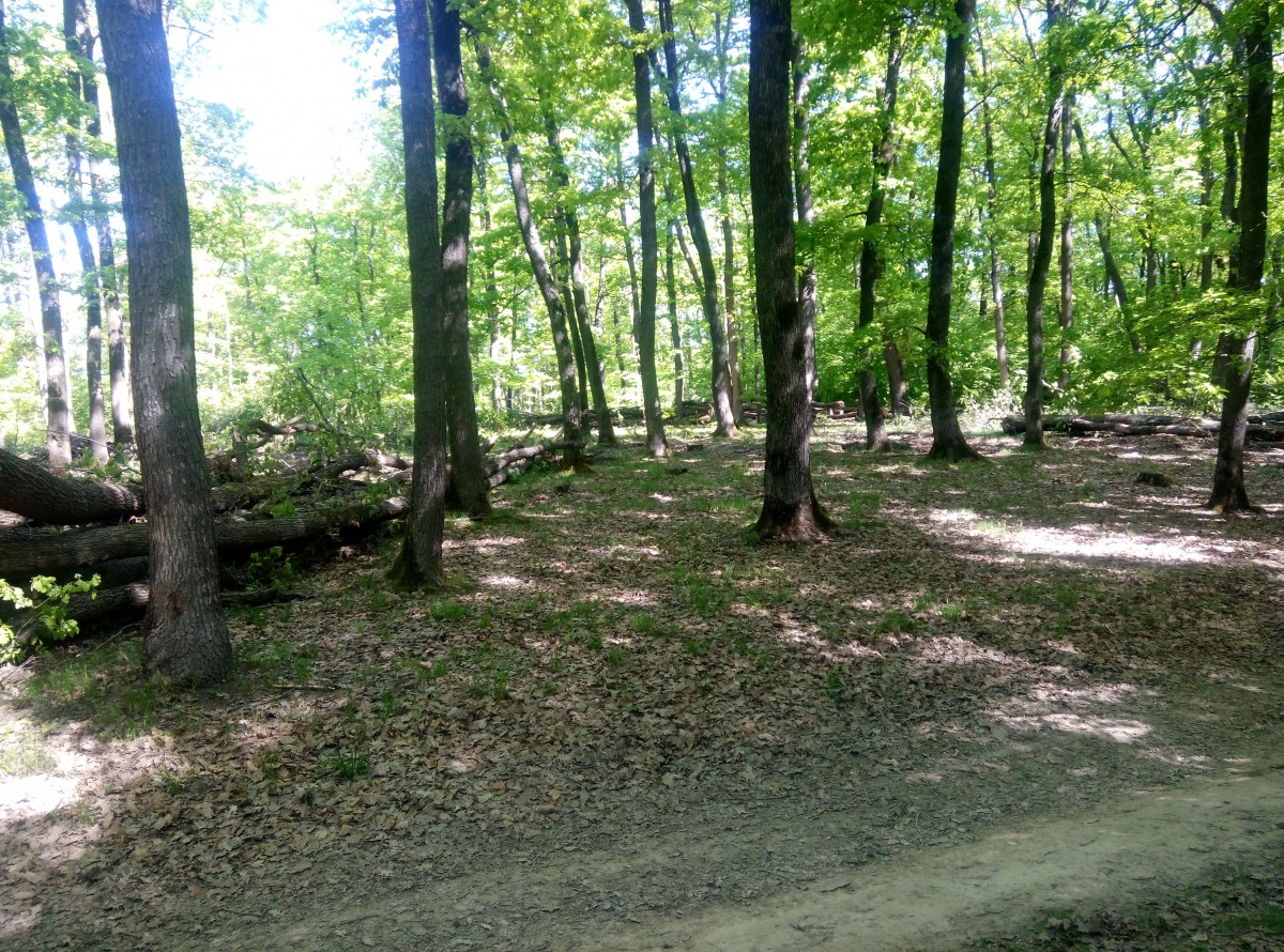 Arbori tăiați în Pădurea Dumbrava. ”Nu e nimic ilegal, e vorba de o curățire normală a pădurii” FOTO