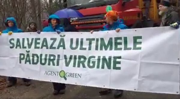 VIDEO – Zeci de activiști de mediu au blocat camioanele cu lemne pe Transfăgărășan. Cer oprirea tăierilor