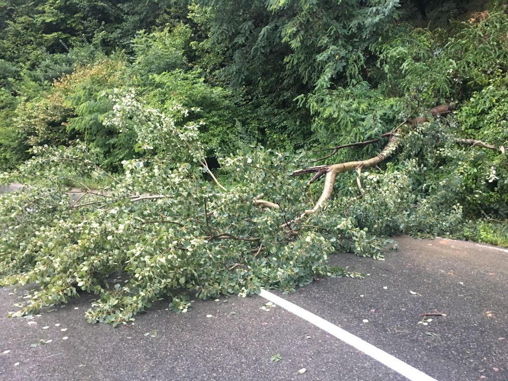 ACTUALIZARE Trafic blocat complet pe DN 7, un copac s-a prăbușit