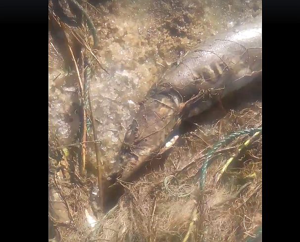 VIDEO – Kilograme de pești morți pe Olt, după ce braconierii au abandonat o plasă