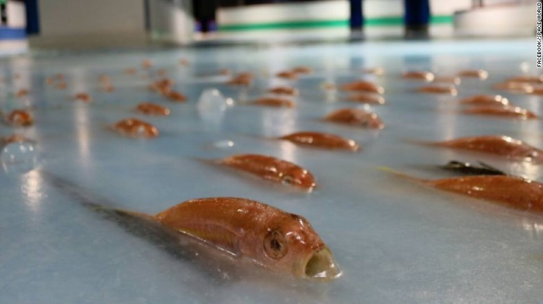 Un parc de distracţii din Japonia a prezentat scuze publice după ce a congelat 5.000 de vieţuitoare marine în gheaţa unui patinoar