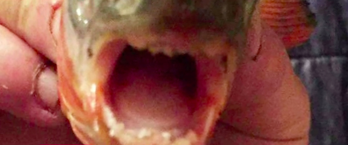 Pești piranha prinși într-un lac din Maramureș