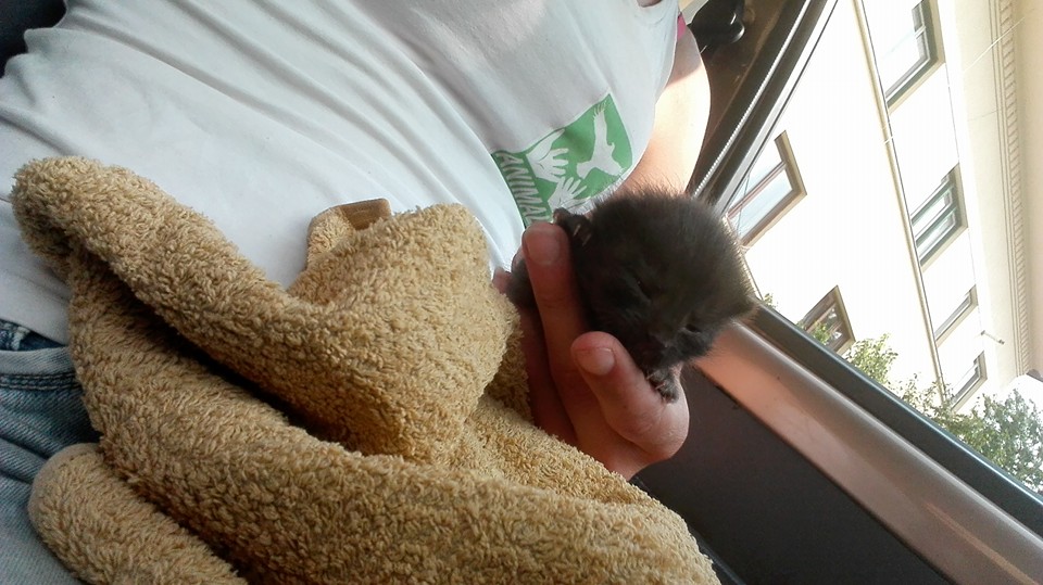 Foto |Un pui de pisică, salvat dintr-o conductă de Animal Life, cu sprijinul E. On Gaz