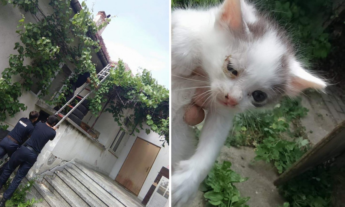Pui de pisică salvat cu ajutorul pompierilor