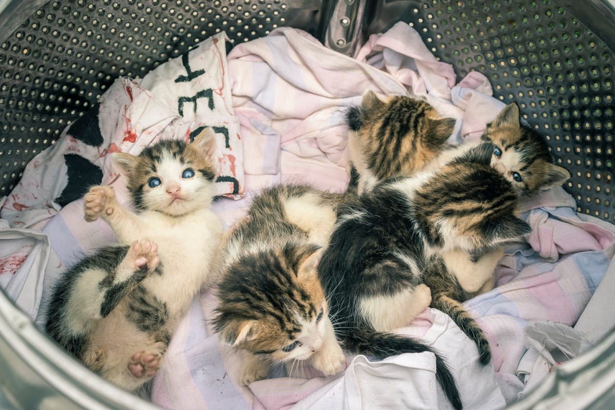 Binefăcătorii fără voie: Cercetașii se trezesc adesea cu animale abandonate, aruncate peste gard