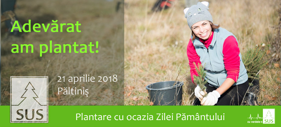 2500 de puieți forestieri, plantați la Păltiniș. Se caută voluntari