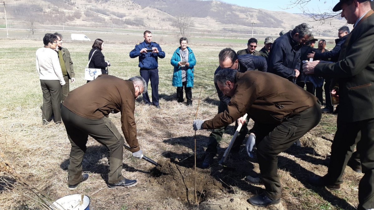 Sute de puieți, plantați în zona poluată Copșa Mică. Doi oficiali „au pus mâna pe lopată”