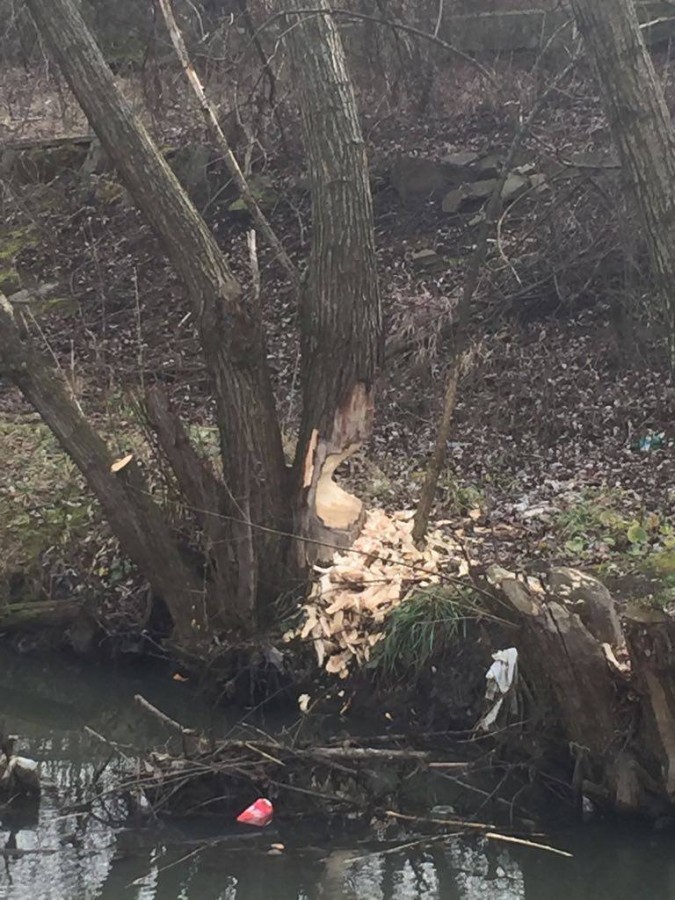 Castorii se extind în Sibiu și au construit baraje pe Rozbav