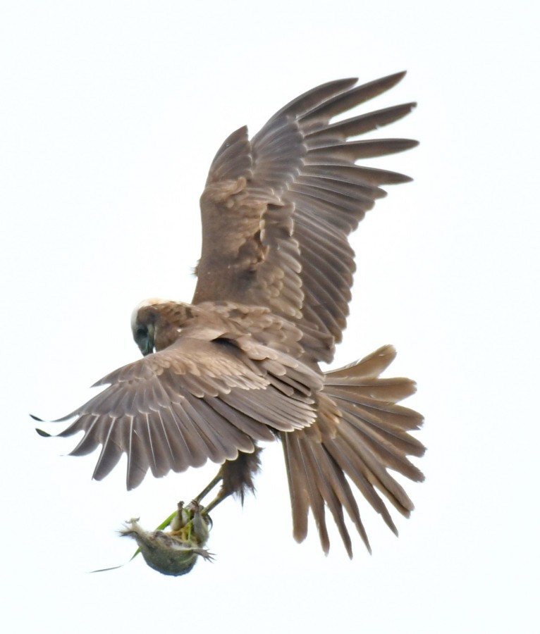 Viral pe Facebook. Cum a reușit un popândău să scape din ghearele unui erete de câmp