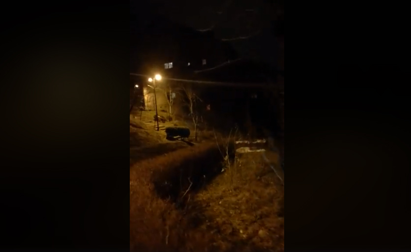 VIDEO. Porci mistreți pe străzile din Brașov