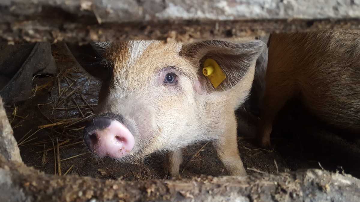 Câți porci au fost uciși în România din cauza pestei porcine