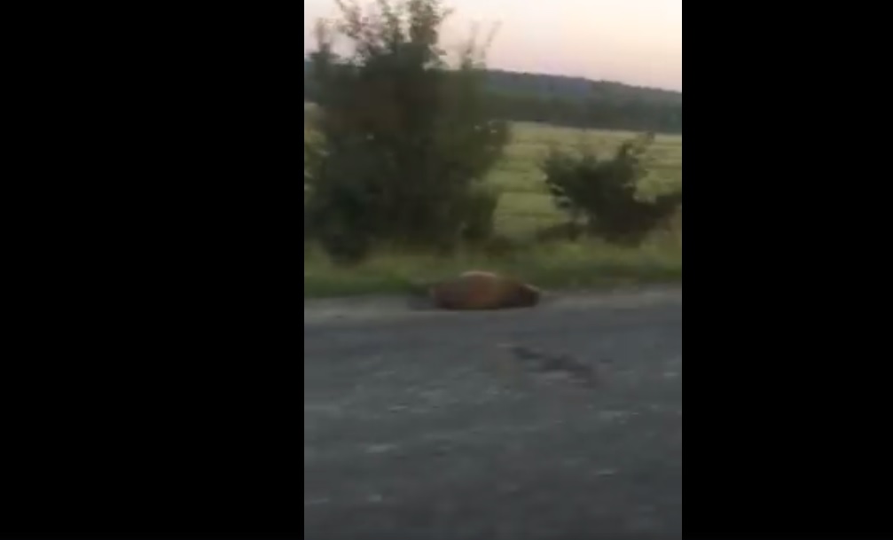 Video. Porci mistreți loviți pe șoseaua spre Cisnădie