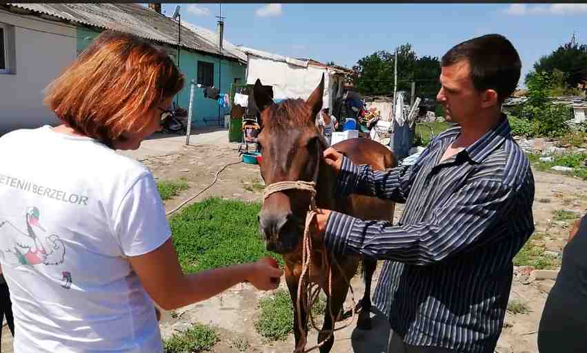 „Prietenii Berzelor” din Cristian au salvat un cal. „Proprietarul voia să-l ducă la abator”