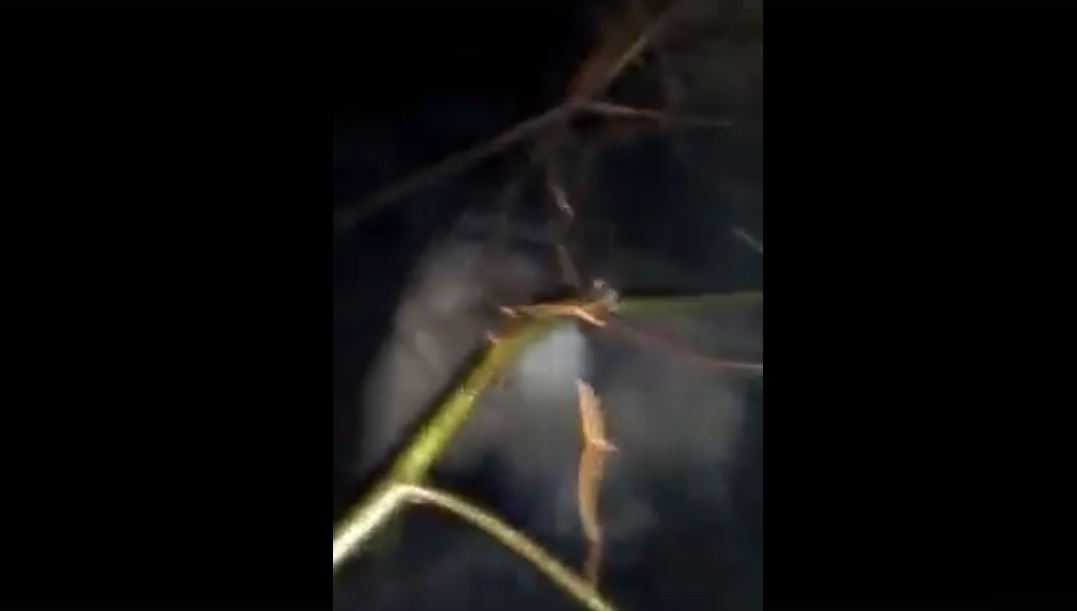Dosar penal in rem pentru braconaj în cazul bursucului hăituit cu câini și omorât cu bâta | video