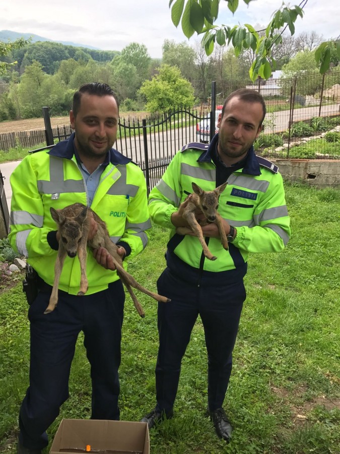FOTO. Doi pui de căprioară rătăciți au fost salvați de doi polițiști care i-au dus înapoi în pădure, la mama lor