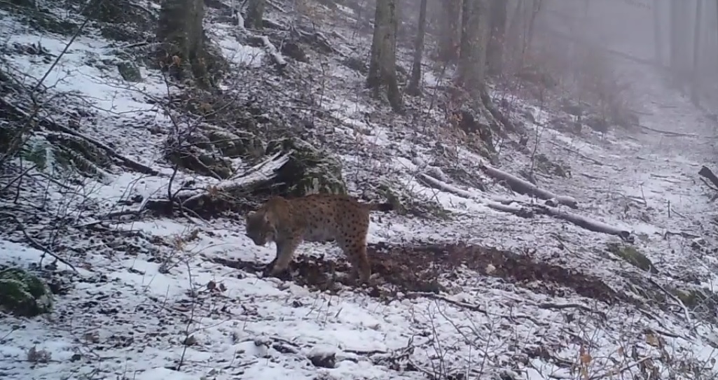 Imagini rare cu un râs, filmat în Parcul Național Semenic-Cheile Carașului | Video