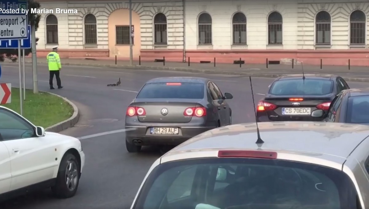 Video | Un polițist a oprit traficul ca ajute o rață cu mai mulți boboci să treacă strada