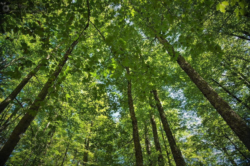 Ajutor pentru pădurile Sibiului: peste 2 milioane de euro