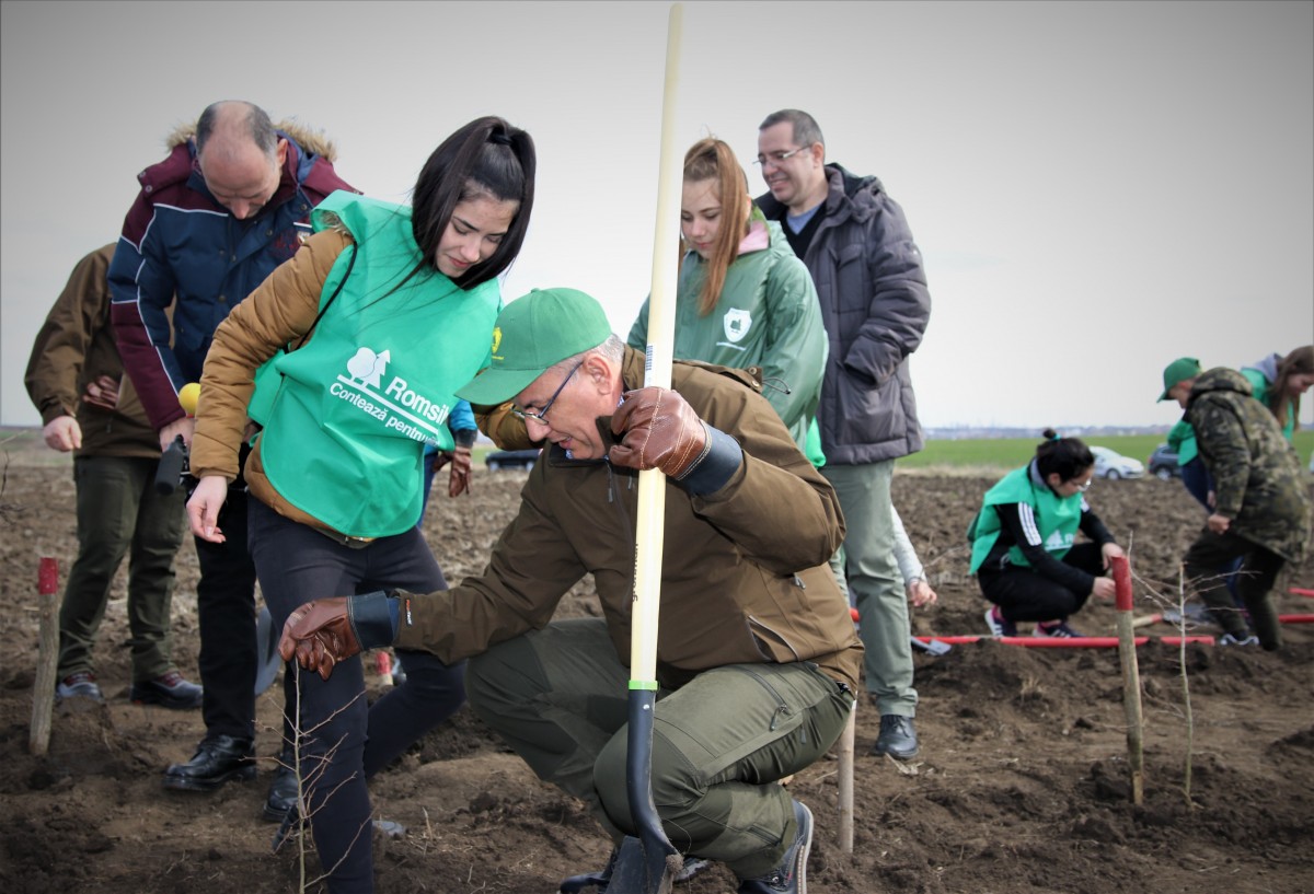 Acțiune Romsilva: 6,37 hectare perdele forestiere, cu o lungime de 2,12 kilometri