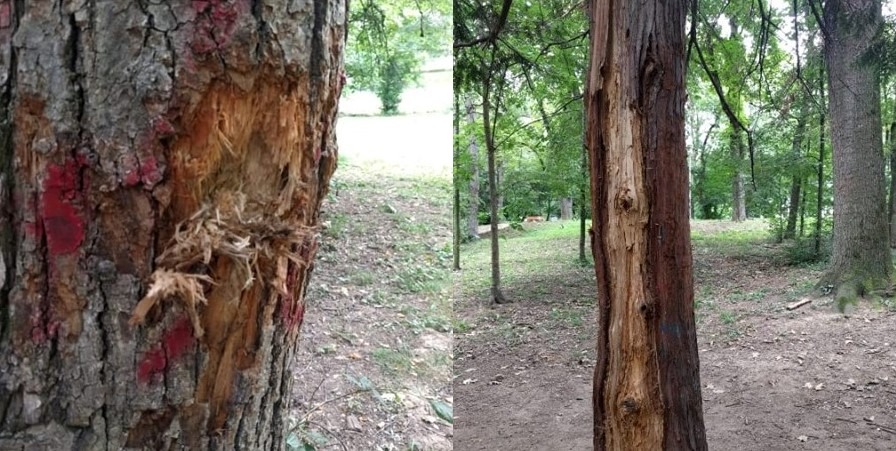 Hamacele distrug Parcul Sub Arini. Peste 900 de copaci au dispărut