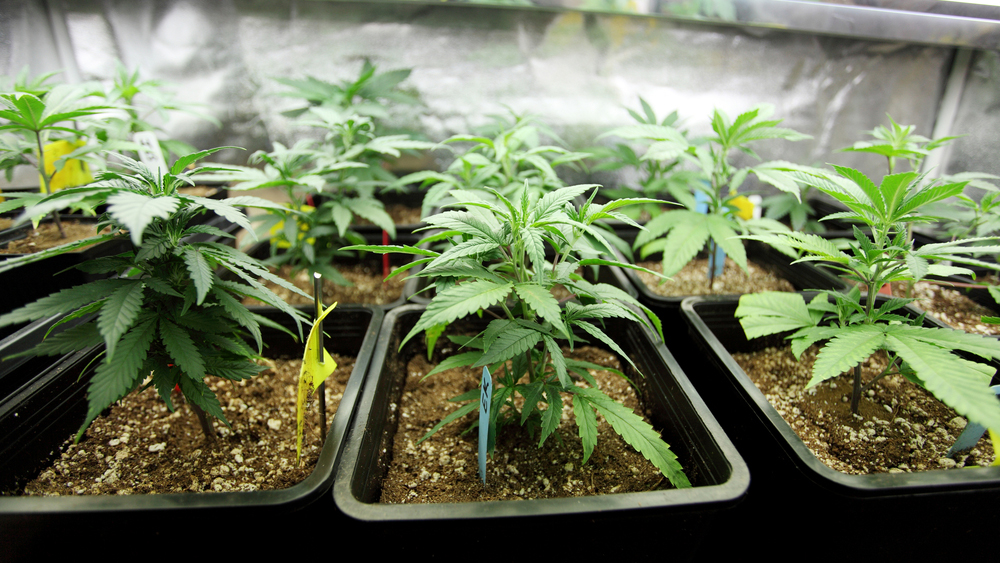 Traficant de droguri reținut de polițiștii sibieni