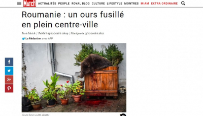 Ursul împușcat la Sibiu. De la Paris Match până la The New York Times și The Washington Post