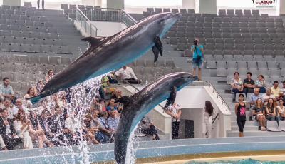 FOTO VIDEO. Delfinii Ni Ni şi Chen Chen, vedetele Delfinariului din Constanţa, au fost mutaţi în casă nouă