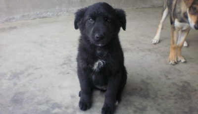 Cine caută un patruped? Campanie de adopții în Parcul Tineretului