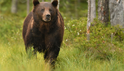 Doi copii atacați de urs în Hosman. ”N-aș avea curaj să chem un vânător să-l împuște”