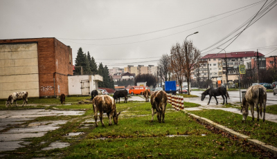 Sibiu, sat frumos. Cu ciurda de vaci pe Ștefan cel Mare