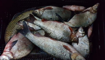 FOTO VIDEO | Braconieri prinși la Racovița cu zeci de kilograme de pește