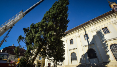 Bradul de anul acesta a costat peste 6.000 de euro
