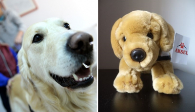 Aksel, primul câine de terapie al UCOS, devine mascota fundației