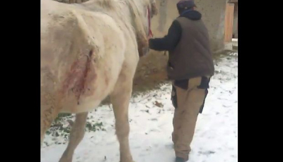 FOTO – VIDEO Cal înjunghiat, împuns în abdomen cu un par și lăsat în frig la Valchid, salvat de Prietenii Berzelor