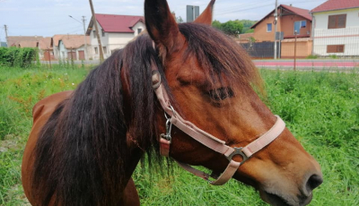 Poveste cu final tragic. Calul salvat de la abator a murit după ce l-a lovit mașina