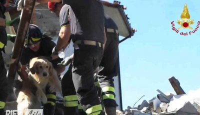 Video Foto | Un  golden retriever salvat după nouă zile de sub dărâmăturile din Amatrice