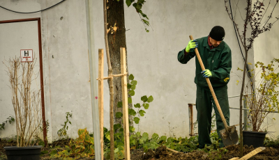 Primăria plantează arbori și arbuști ornamentali, în cadrul campaniei de toamnă