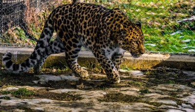 Zoo Sibiu are trei noi locuitori