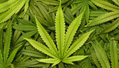 Un grup american de investiții vor să cultive cannabis medicinal în Transilvania