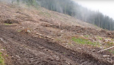 VIDEO-Activiști: Pădure cvasivirgină din județul Sibiu, rasă de pe fața pământului. Poziția ROMSILVA