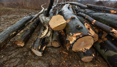 Activiștii de mediu: structurile MAI nu mai pot controla transporturile de lemn. Deputatul Terea: discuția este despre cine măsoară