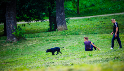 Primăria interzice efectiv plimbatul câinilor fără lesă în Sibiu