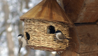 Muzeul ASTRA: Finalul programului de hrănire a păsărilor cuibătoare rezidente