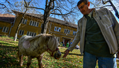Poneii vindecători de la Spitalul de Psihiatrie. ”Mulți copii au nevoie”