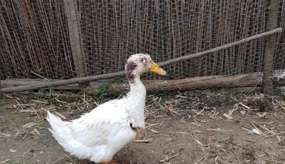Un câine a mușcat o rață la Muzeul ASTRA. Ultimatum pentru deținătorii de câini de companie