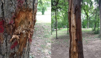 Hamacele distrug Parcul Sub Arini. Peste 900 de copaci au dispărut